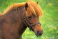 /album/fenykepgaleria/scotland-shetland-pony-shetland-is-jpg/
